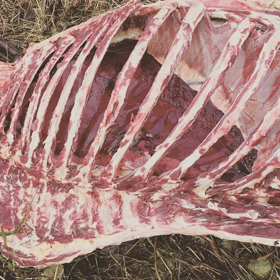 Cleaning Moose Boning Eskimo Quarter Cory Glauner Alaska Unguided » Outdoors International When you process a moose in Alaska, you have to take ALL of the meat. And in some units you have to take the bones too. Our bull was clean as a whistle when we were done. We used the gutless method.