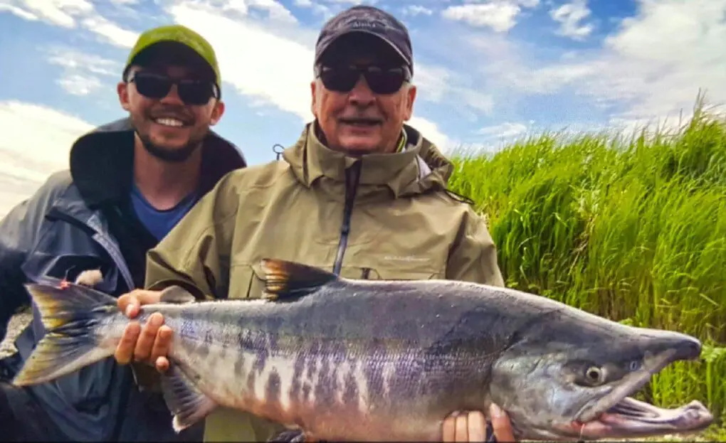 A Steroid Case of a Chum Salmon