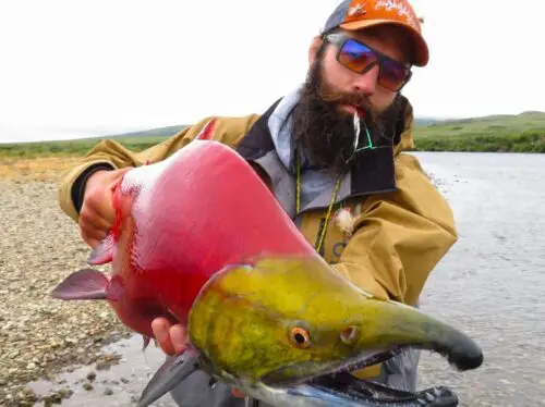 Patrick Kissel Sockey Salmon Fly Fishing Alaska BBL » Outdoors International The best time to fish in Alaska is all about timing. It depends on the fishing experience you’re after and what you want to catch. Bristol Bay has a great sockeye run that starts in July.