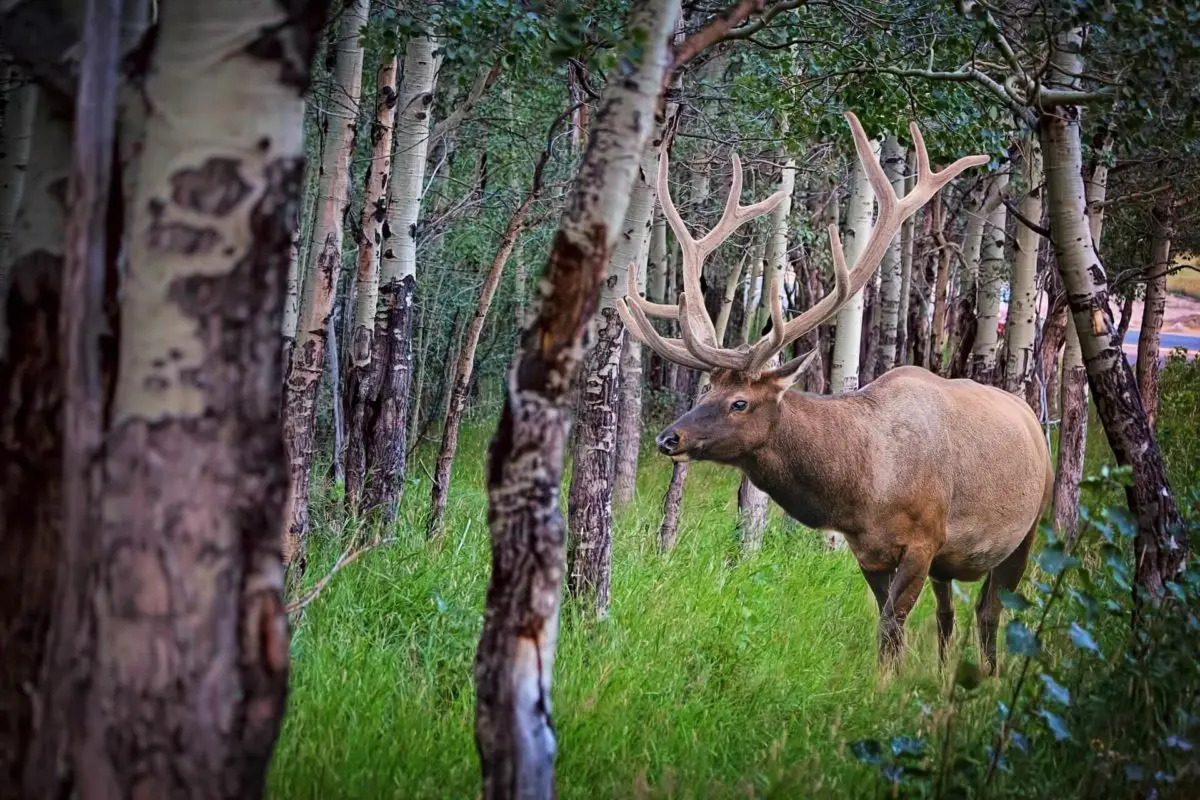 Roosevelt elk