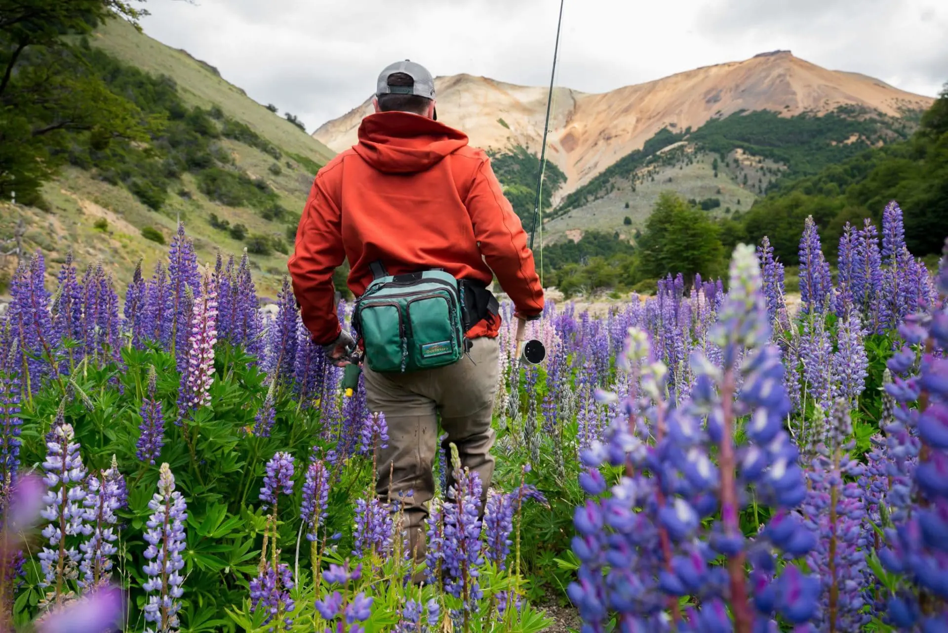 Walking through wilde lupine in Patagonia