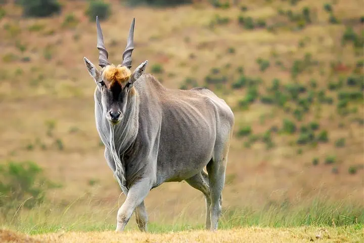 Eland hunting
