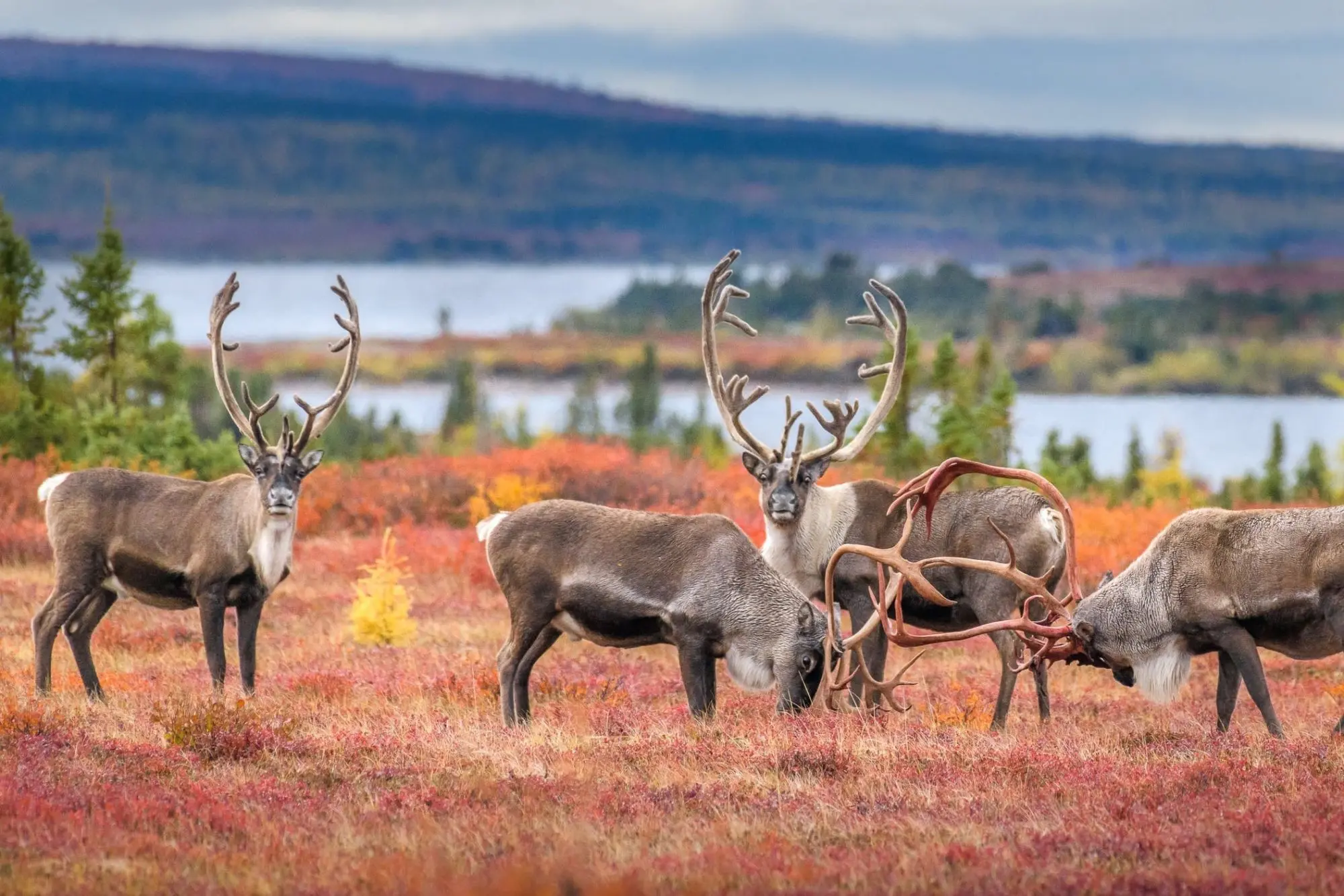 Live caribou herd » Outdoors International Field Judging Caribou