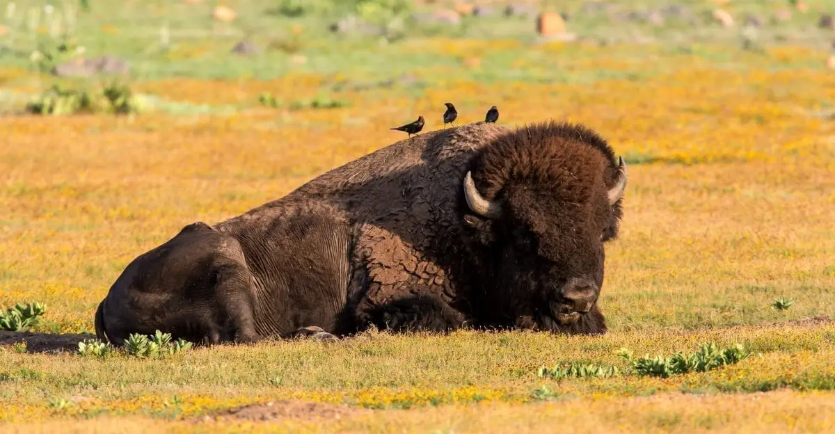 live bison » Outdoors International Bison Hunting