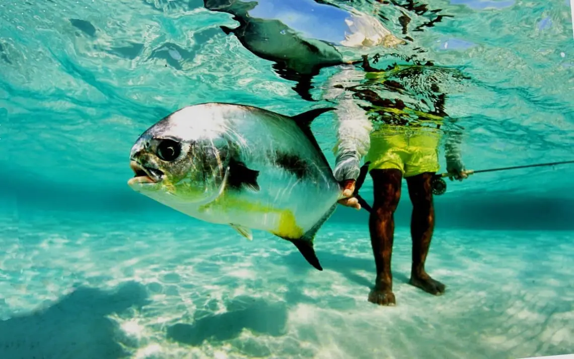 permit fishing Release » Outdoors International Releasing a permit.