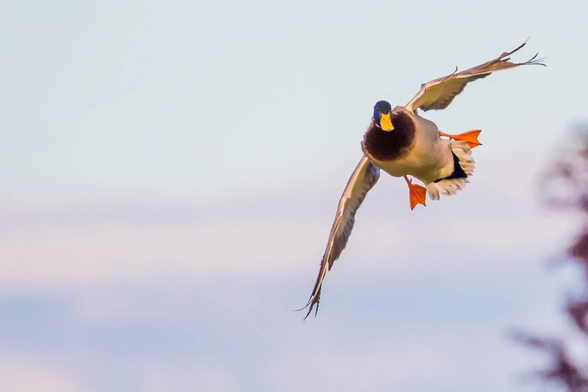 Duck hunting