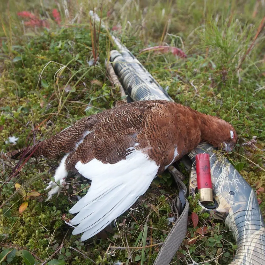 Ptarmigan hunting in Alaska