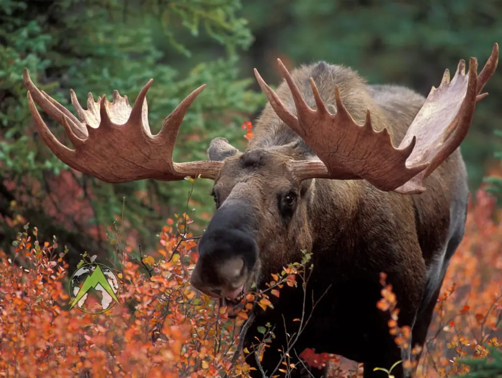 Moose Hunting