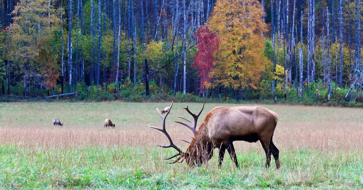 Missouri has some great elk hunting