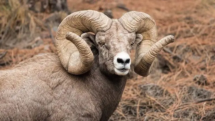 World-Record-Rocky-Mountain-Bighorn-Sheep-Montana » Outdoors International World Record Rocky Mountain Bighorn Sheep