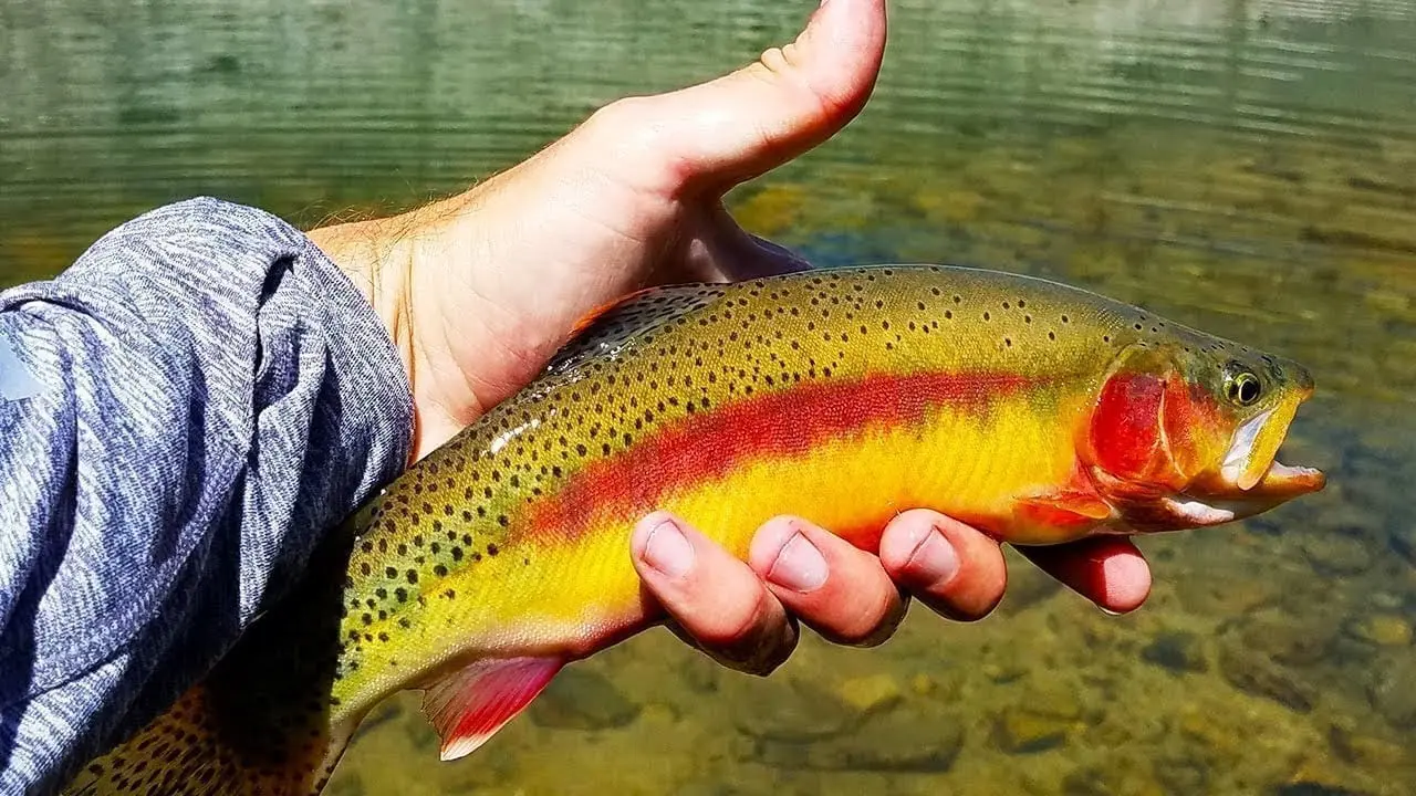 Golden trout