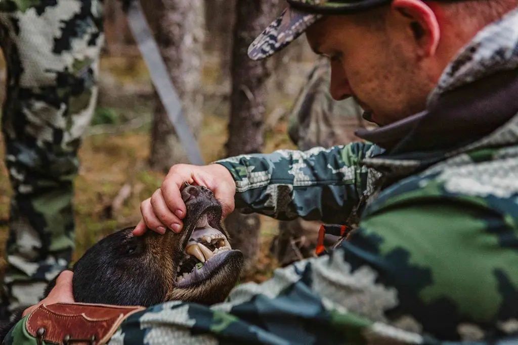Hunter checking out the teeth on his black brear