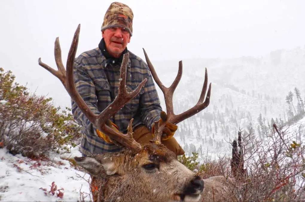 Ron's backcountry ID Mule Deer