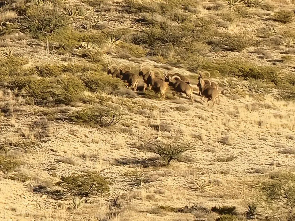 K9CO2 New Mexico Aoudad Hunt 20211211_162847 » Outdoors International Free range aoudad hunting