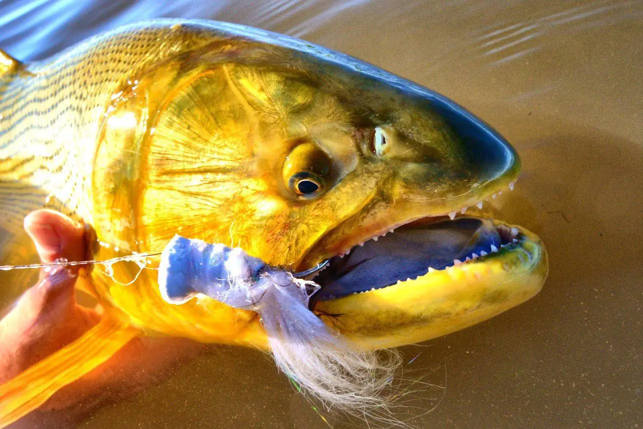Argentina Golden Dorado GDRC1 » Outdoors International Argentina golden dorado fishingo n the Paraná River. Throw big flies at aggressive fish!