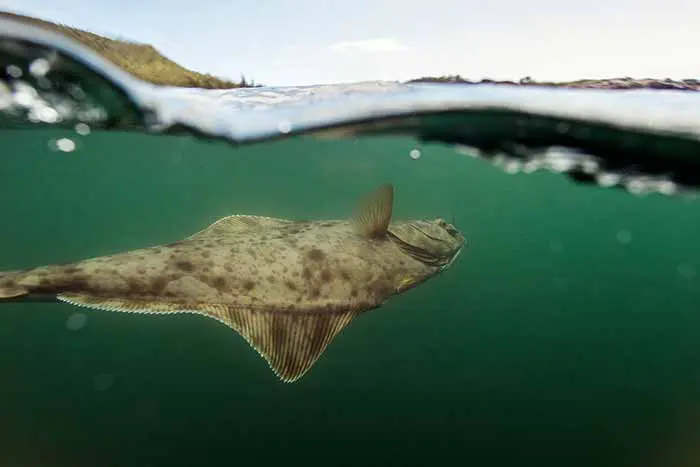 Halibut fishing in Alaska