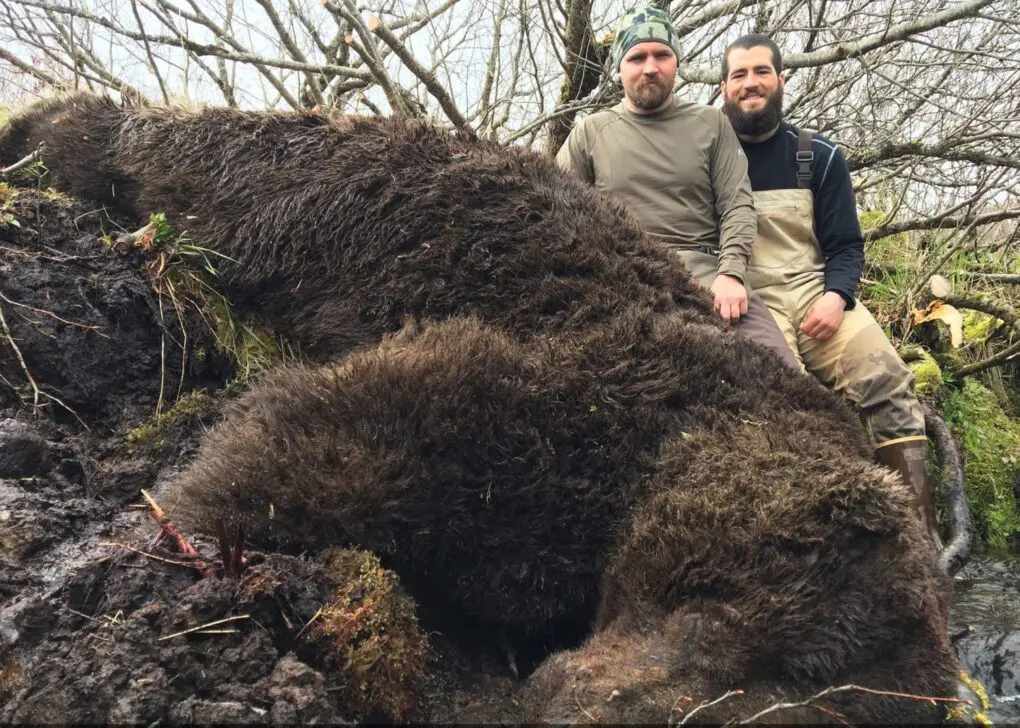 Alaska-Peninsula-Brown-Bear-Hunt-AWCG1-client » Outdoors International Most bears will square over 10′! *our largest came from this unit in 2016 and squared 11′ 2″ with a 30.6″ skull