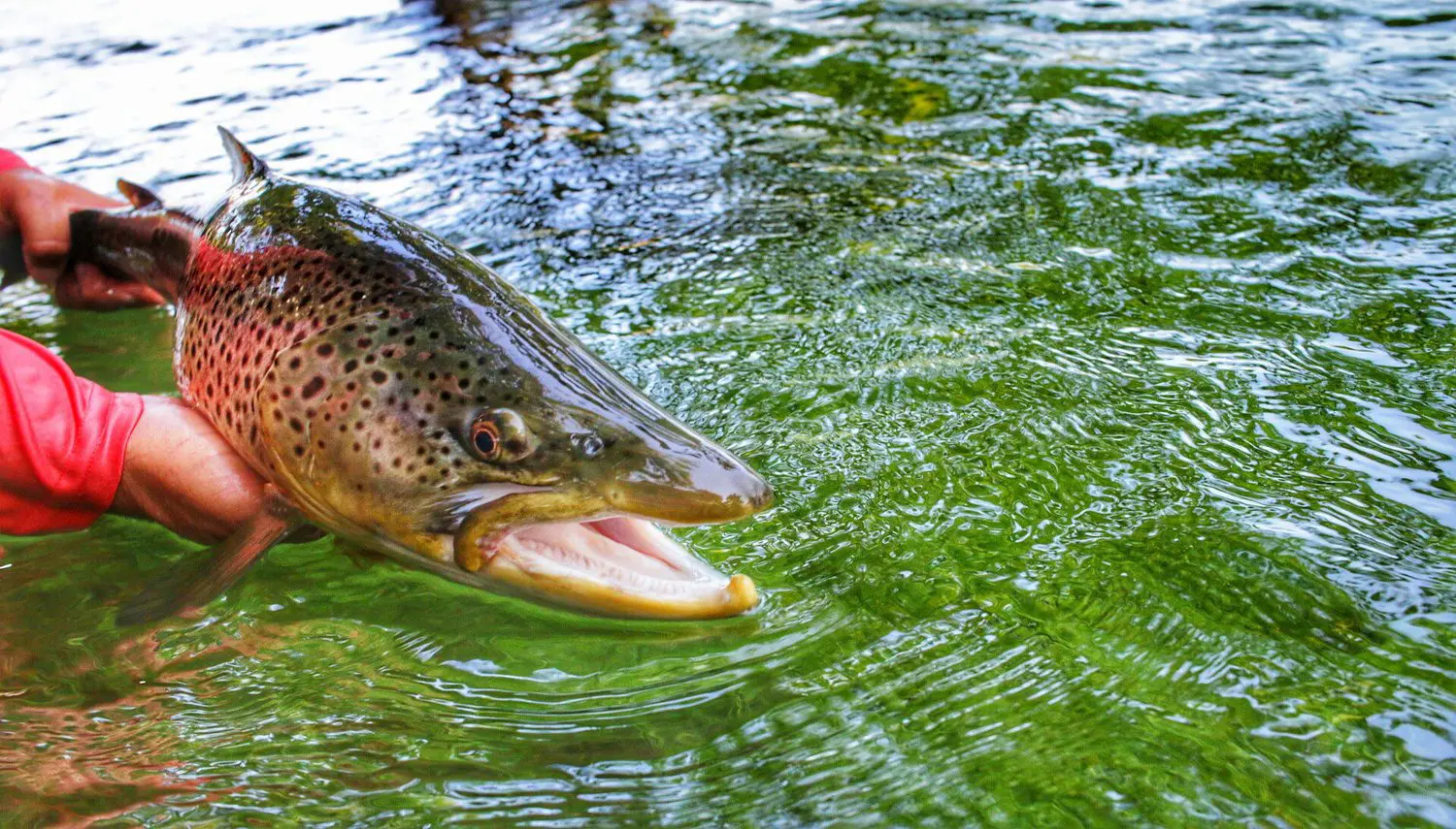 brown trout fishing