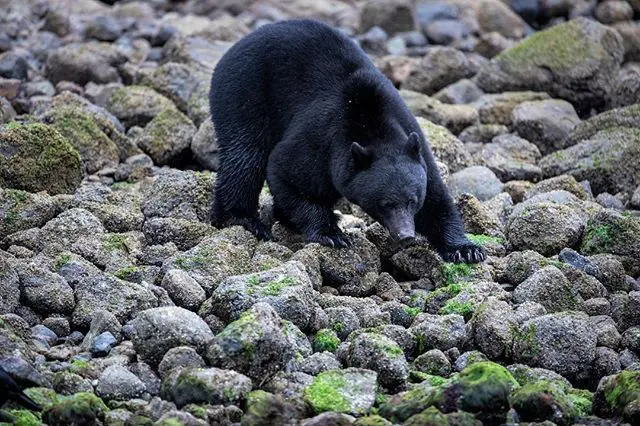 Alaska black bear coast live » Outdoors International Alaska Coastal Black Bear Hunts