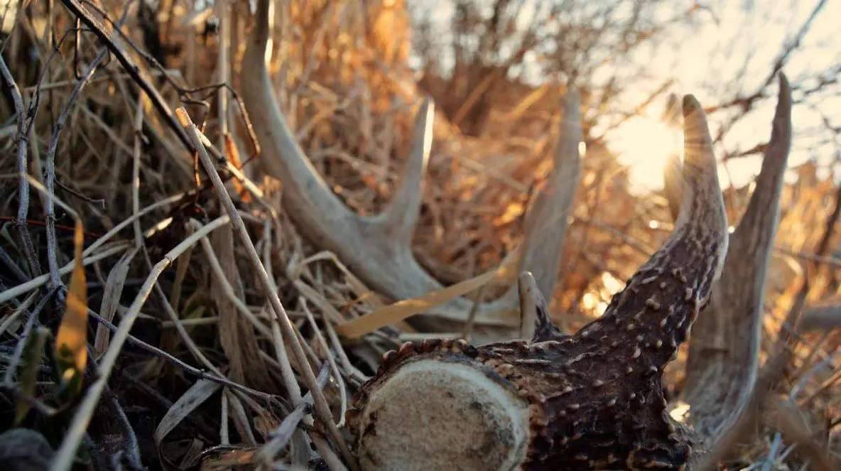 Antlered Game of the World