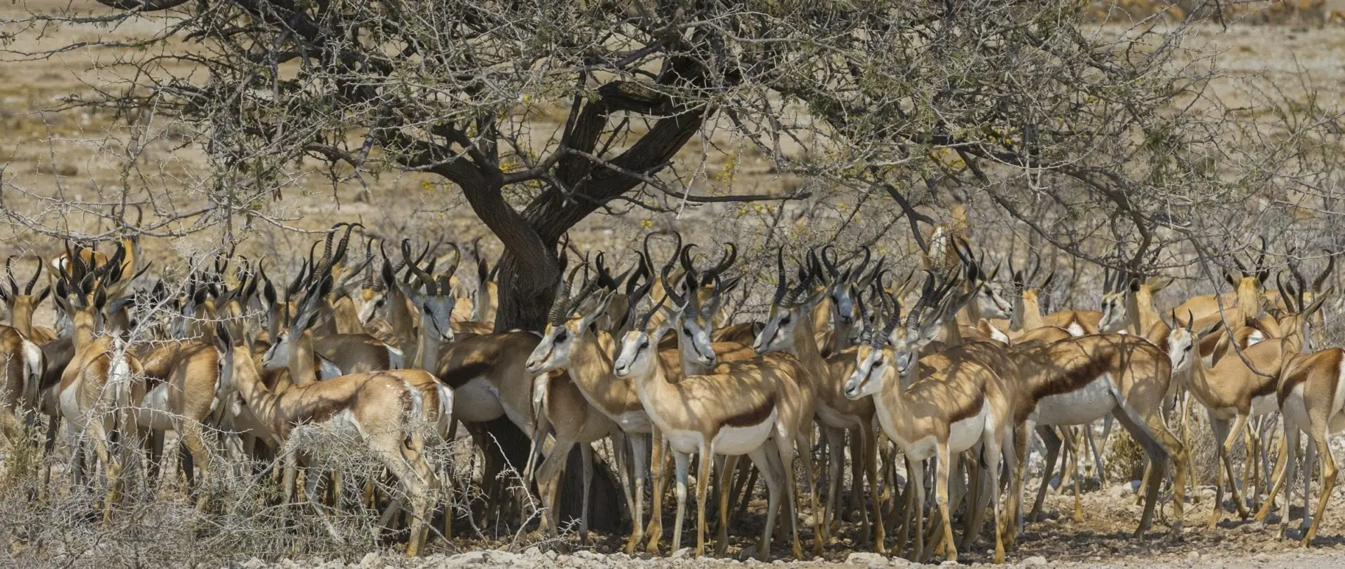 Hunting Antelope of the world. Here is a herd of springbok in Africa.