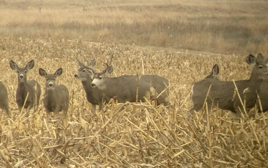 BAO1 Nebraska Mule Deer Live » Outdoors International Mule deer in a corn field.