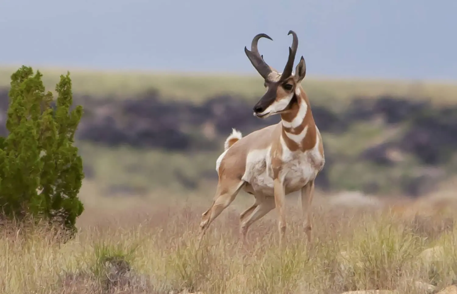 Pronghorn Antelope Hunting