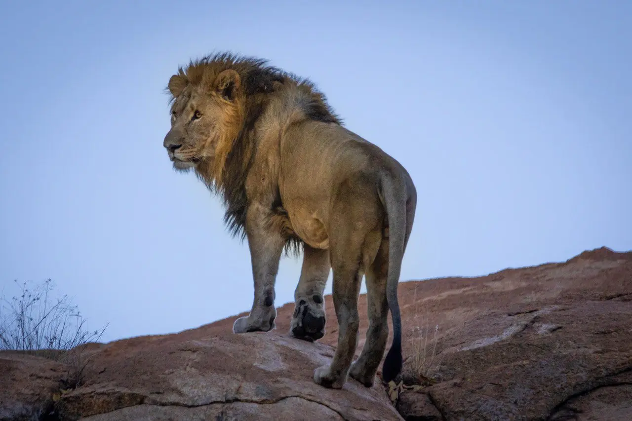 African Lion
