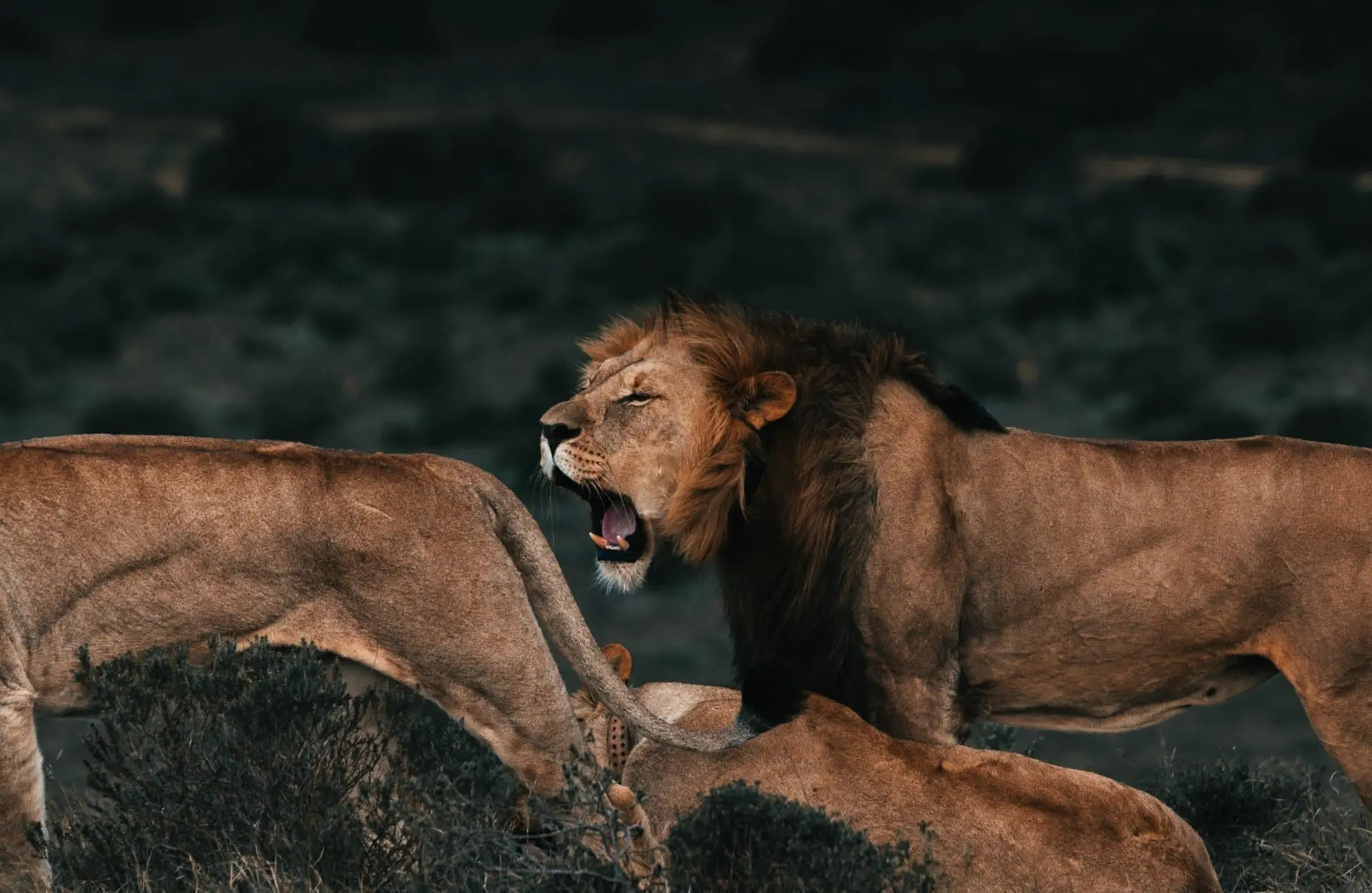 African lion hunting