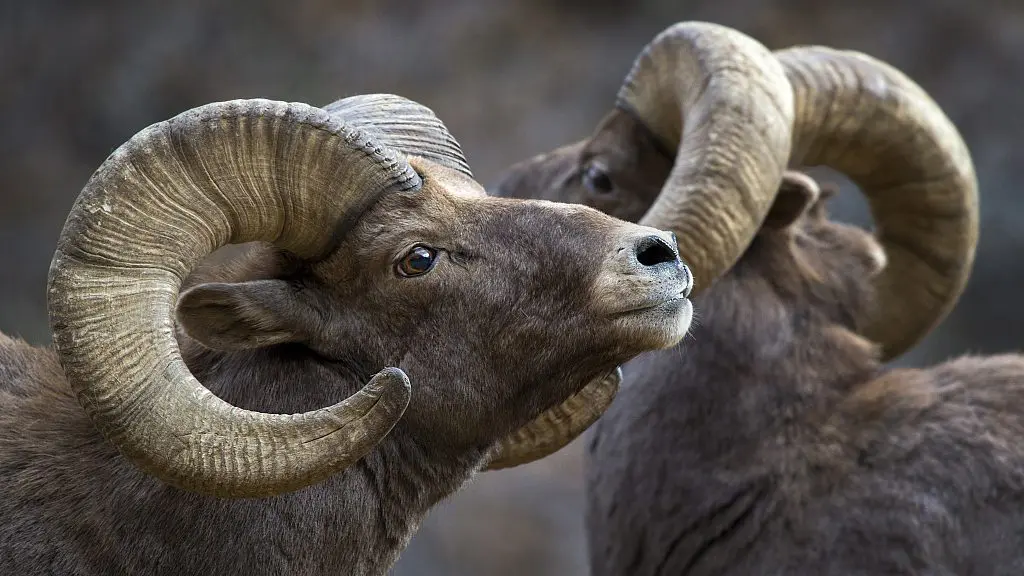 Bighorn-Sheep.jpg » Outdoors International Bighorn Sheep