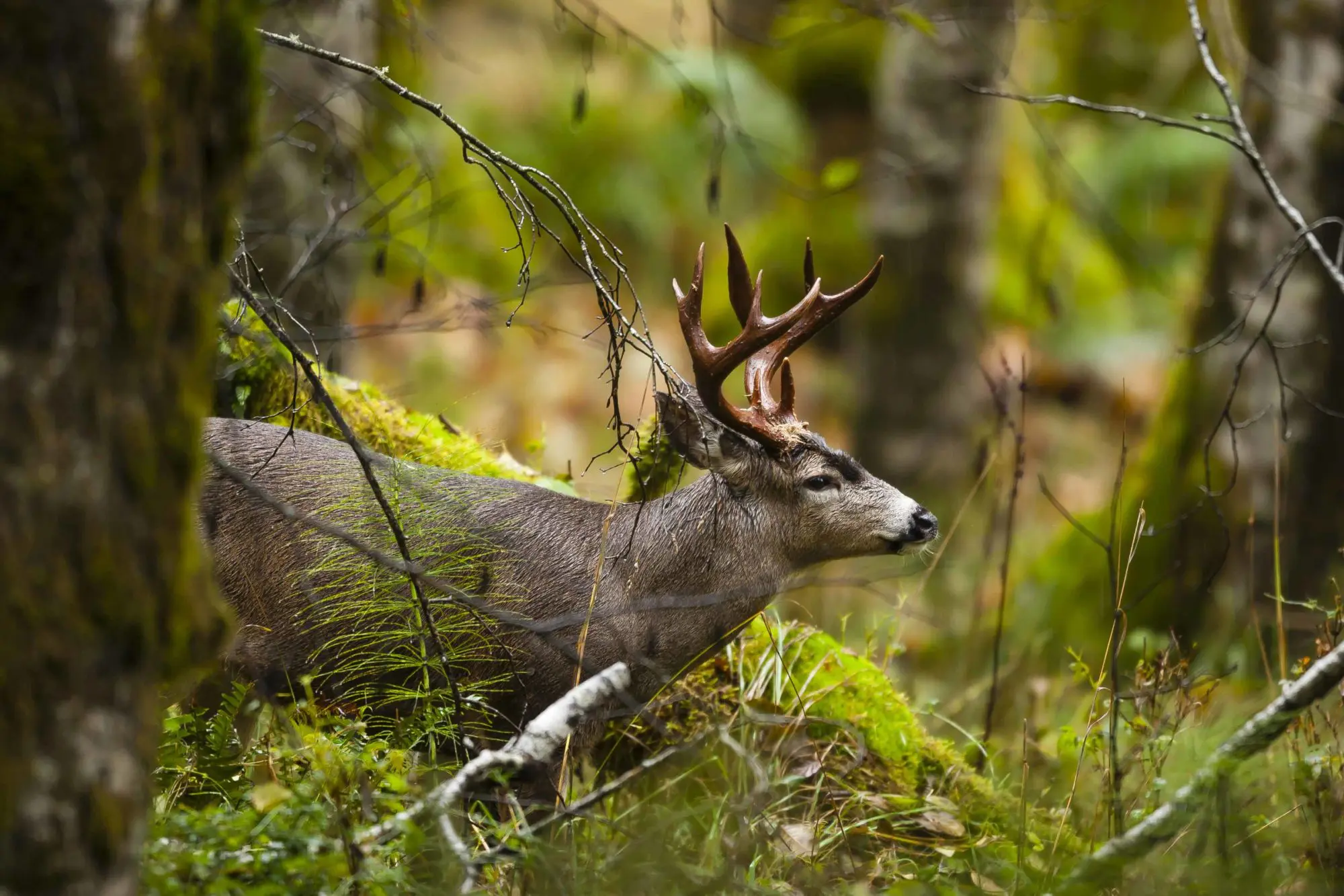 Columbia Blacktail Deer Hunting