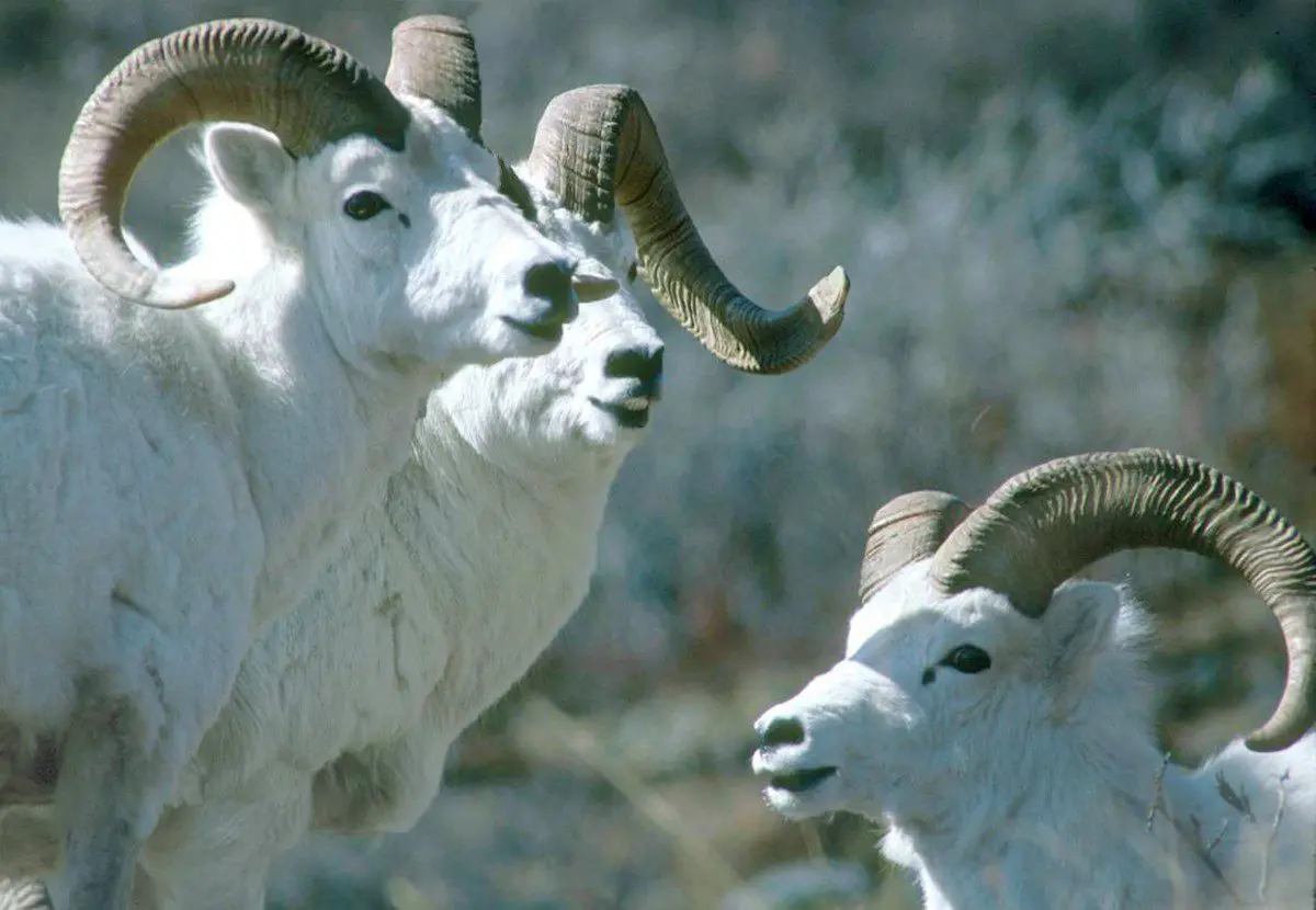Dall sheep hunting