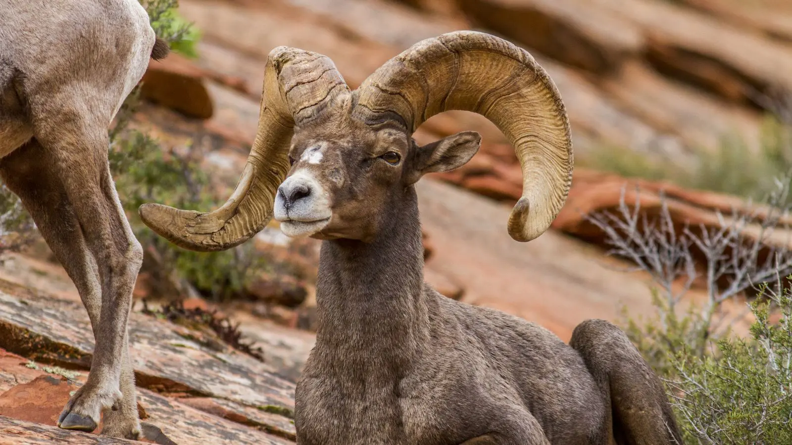 Desert-Bighorn-Sheep.jpg » Outdoors International Mexico Desert Bighorn Sheep Hunting