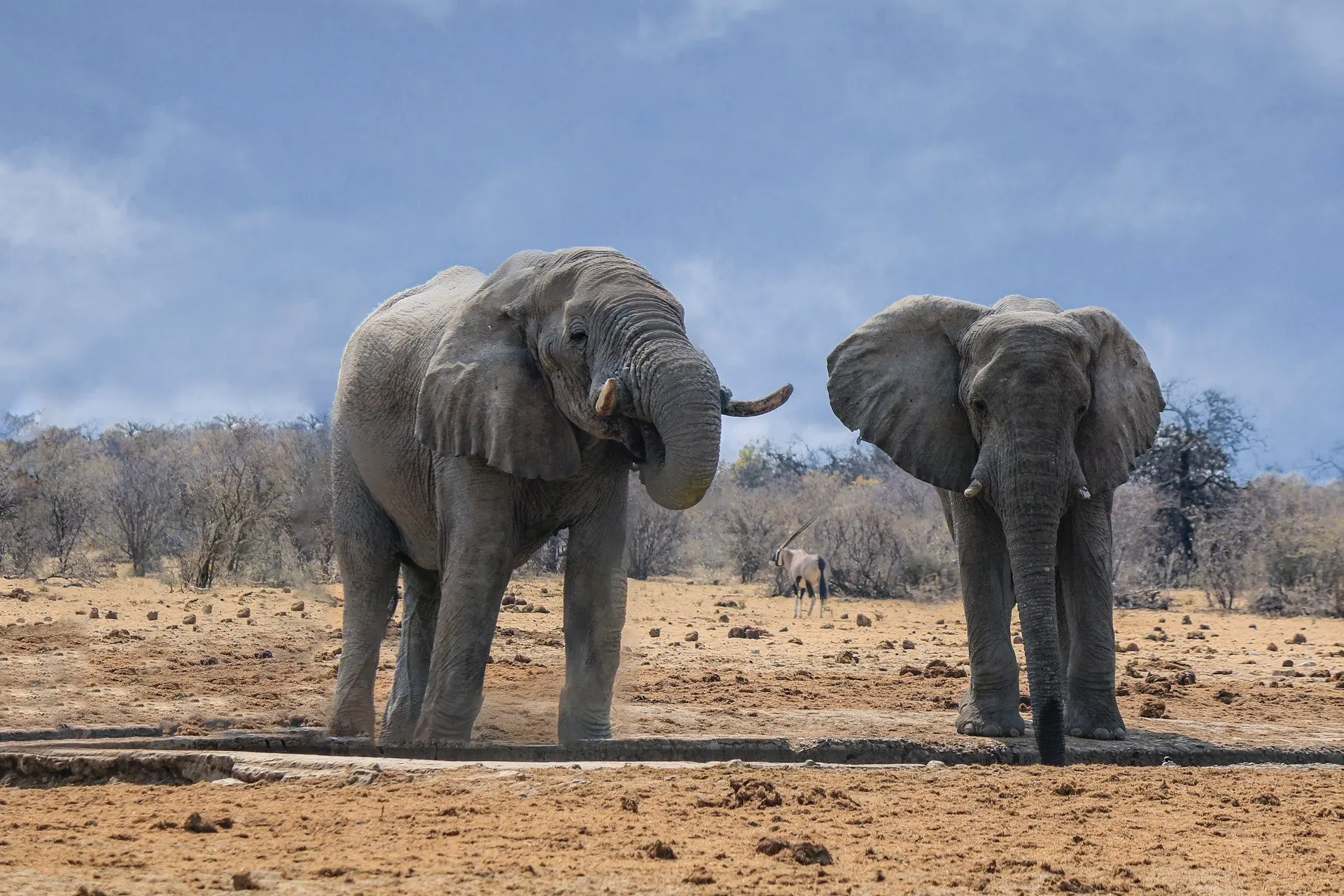 Elephant hunting