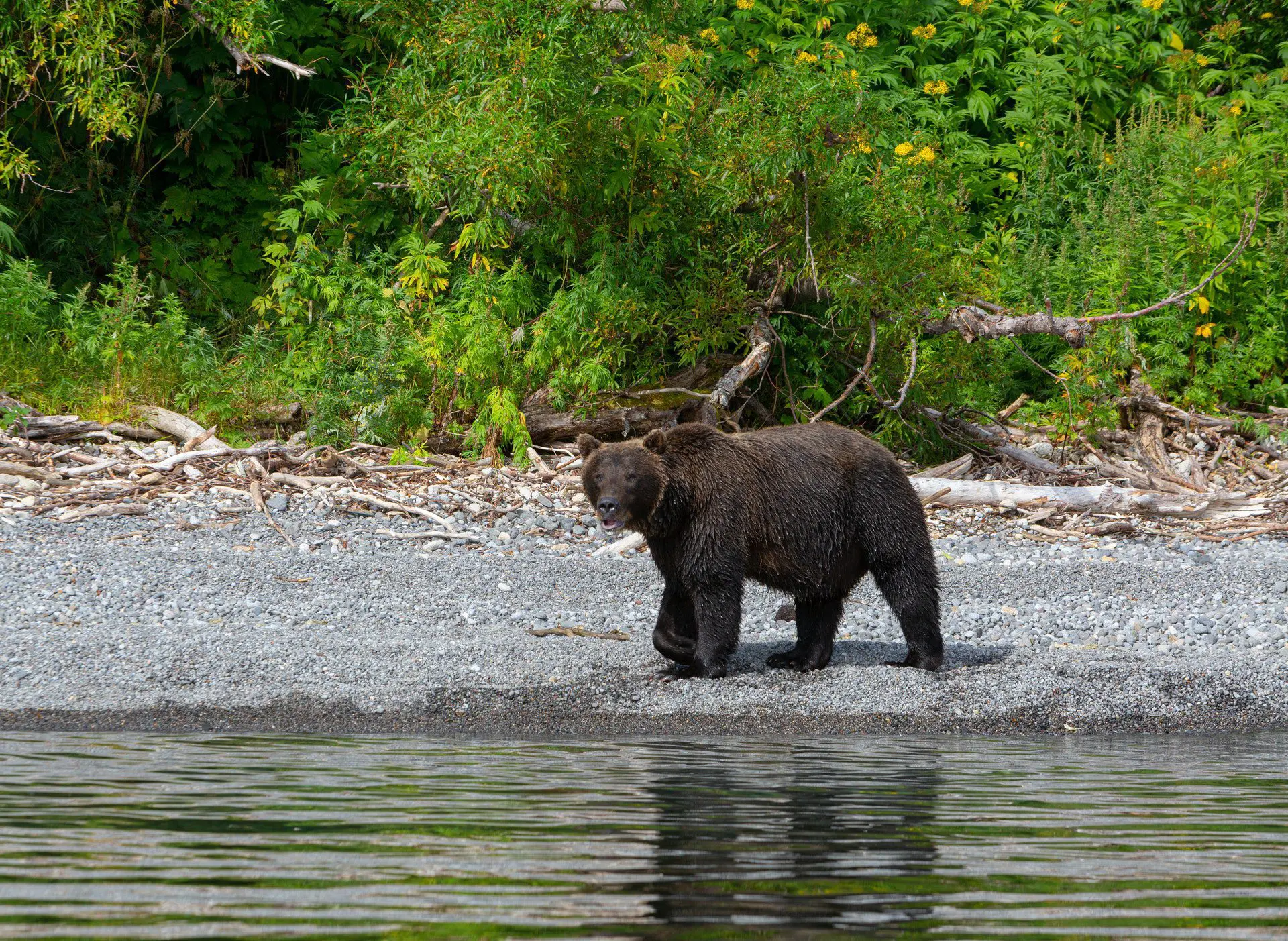 Field Judging Grizzly Bears
