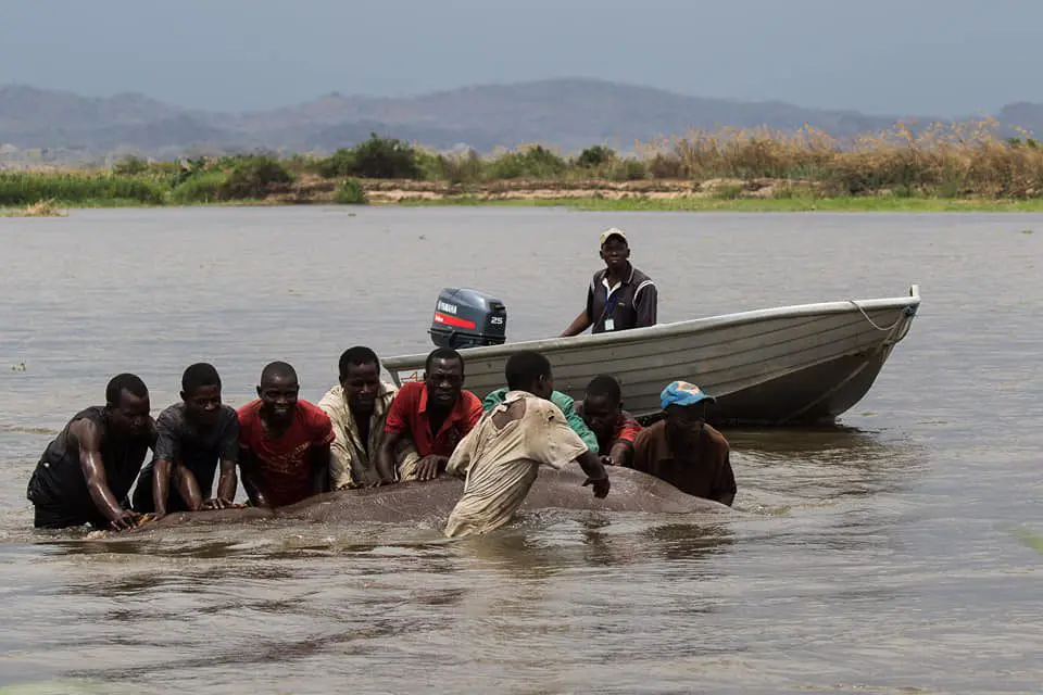 Hippo-Mozambique.jpg » Outdoors International Getting a hippo to shore
