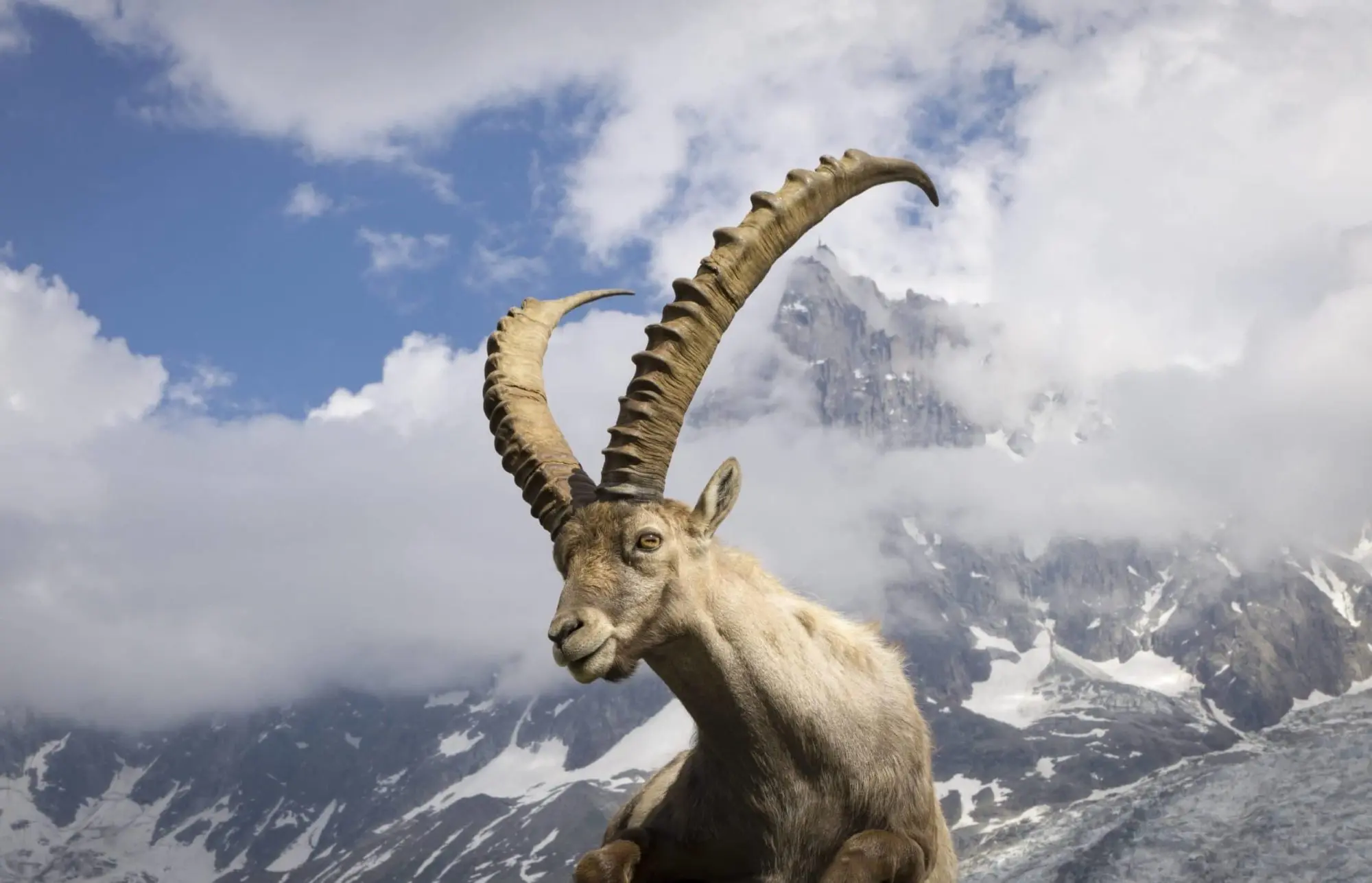 Ibex Hunting Trips