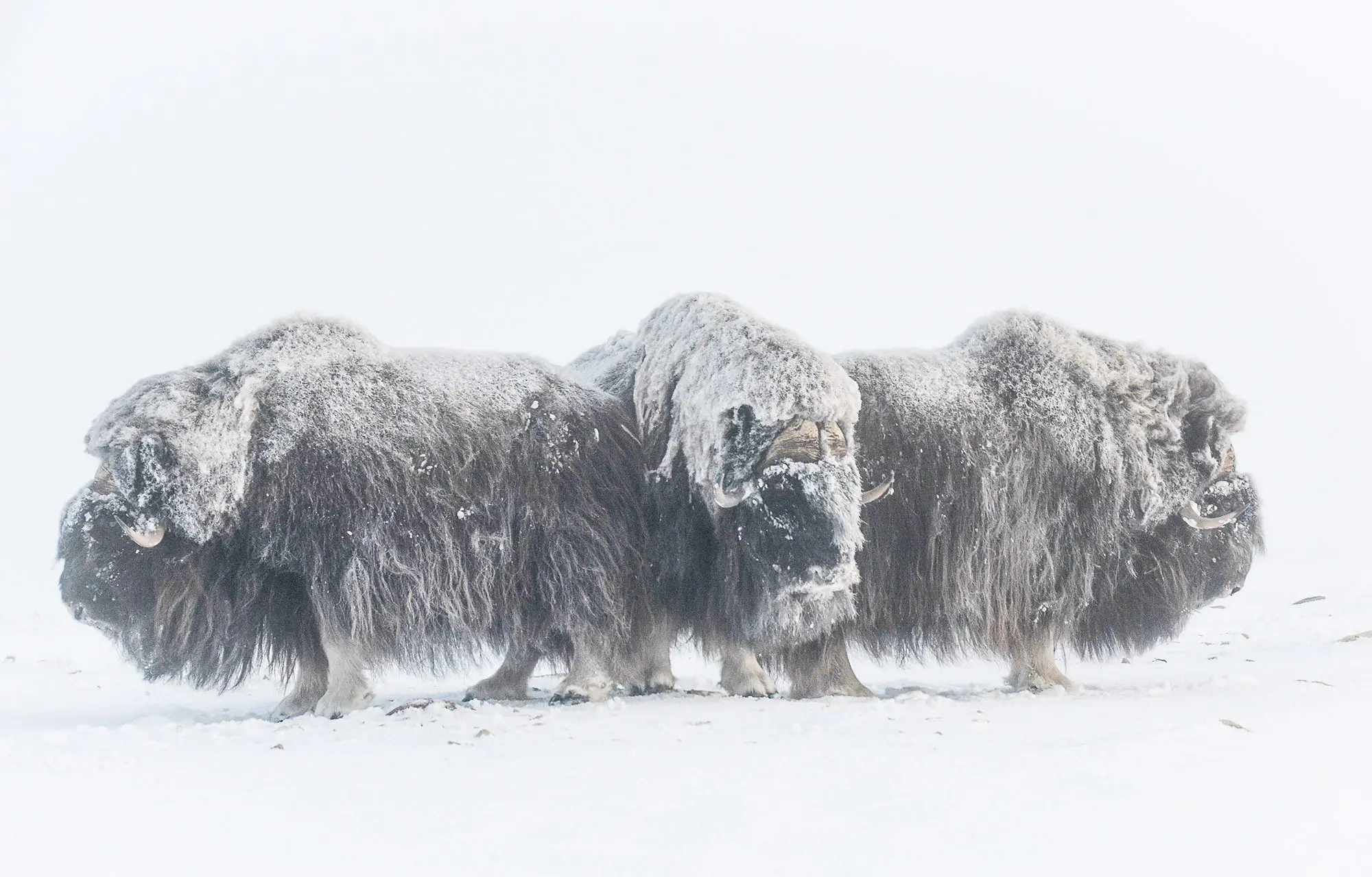 Live-Muskox-Bulls.jpg » Outdoors International Live Muskox Bulls huddled in a defensive posture.