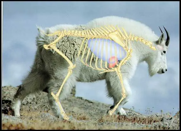 Mountain-Goat-Shot-Placement » Outdoors International Mountain Goat Shot Placement