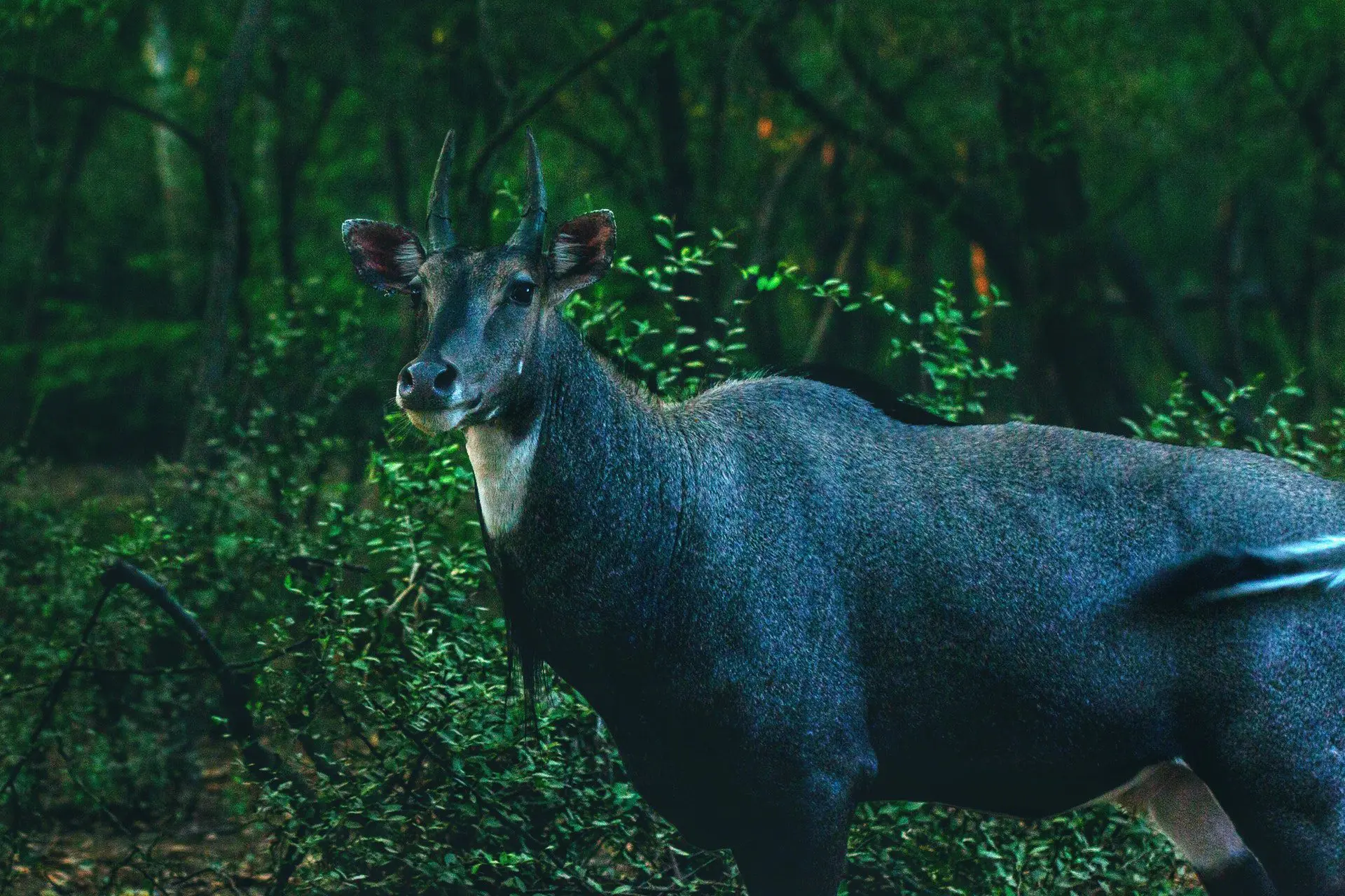 Nilgai-pexels-hemant-goyal-5797287.jpg » Outdoors International Nilgai