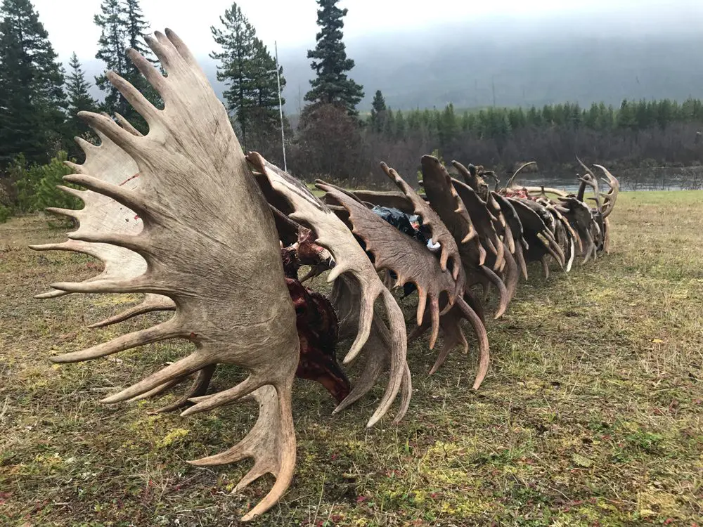 Northern British Columbia Guided Moose Hunts BBCB1 » Outdoors International Our Northern BC moose hunts are amazingly successful for giant bulls.
