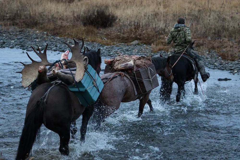 British Columbia guided moose hunts are one of the few places where you can do a horseback moose hunt. This allows you to get up into the high country and cover lots of ground looking for bulls. this hunt can also be a moose, caribou combo. These hunts can be physically demanding, but they have a high success rate on trophy bulls.