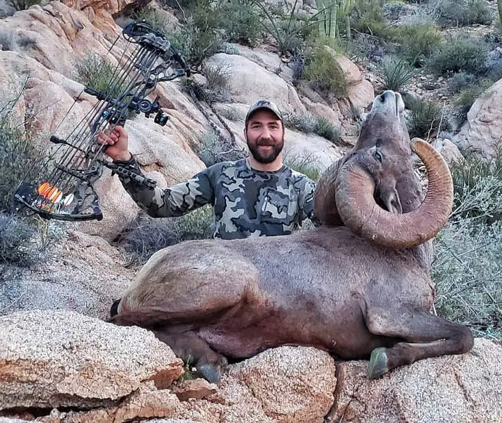 Archery Desert bighorn sheep