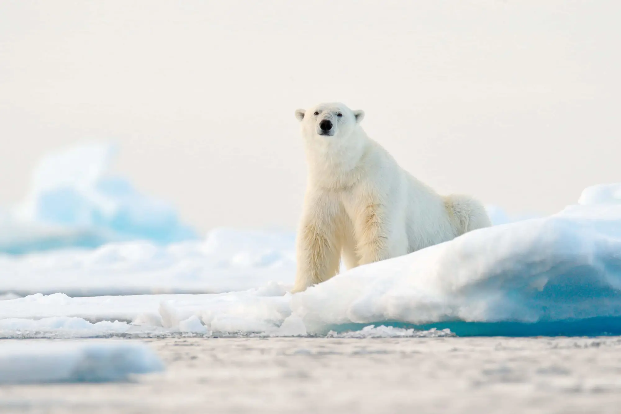 Polar Bear Hunting