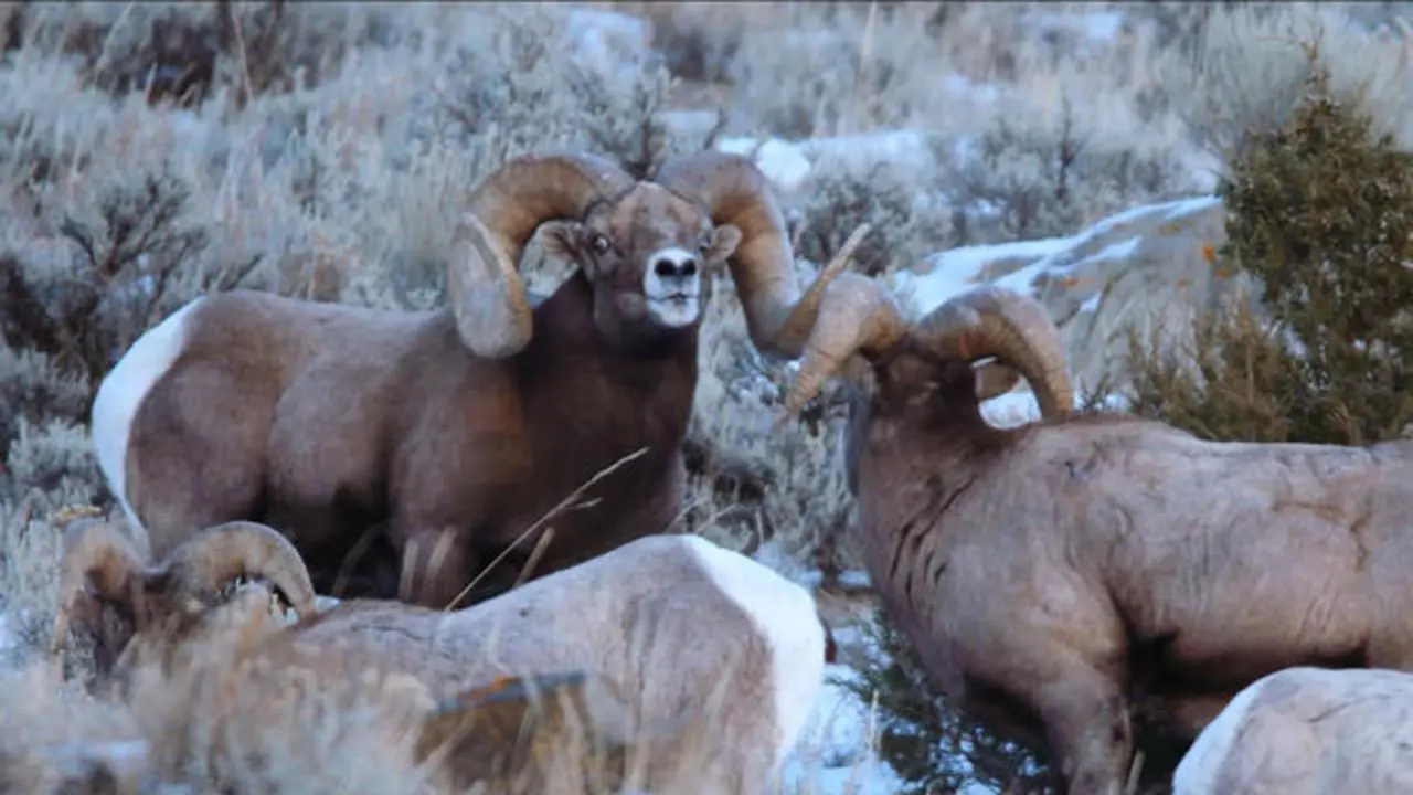 The Rocky Mountain bighorn is the largest of the North American sheep.