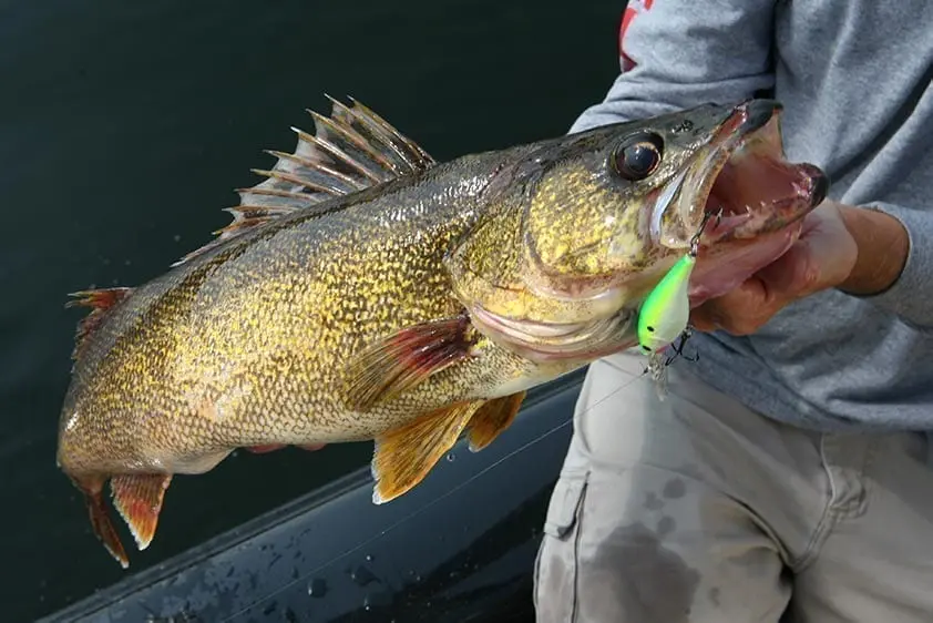 Walleye Fishing in Iowa