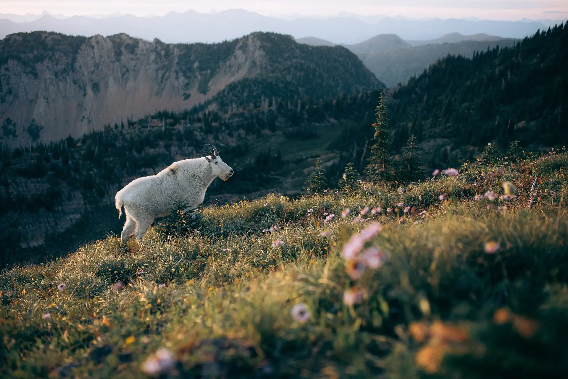 Field Judging Mountain Goats is Difficult