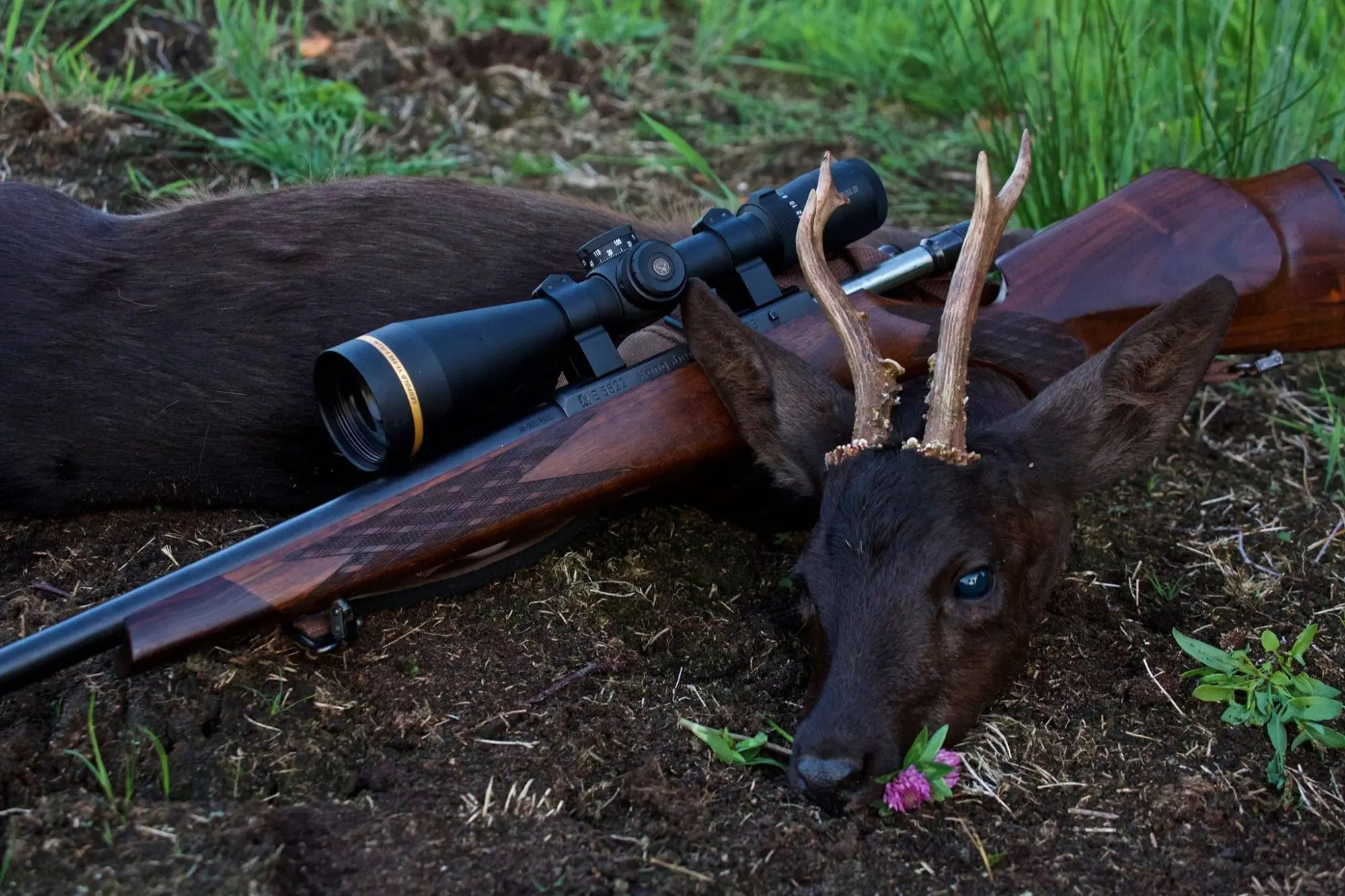 Black-Roe-Buck-Germany » Outdoors International Black Roe Buck hunt in Germany