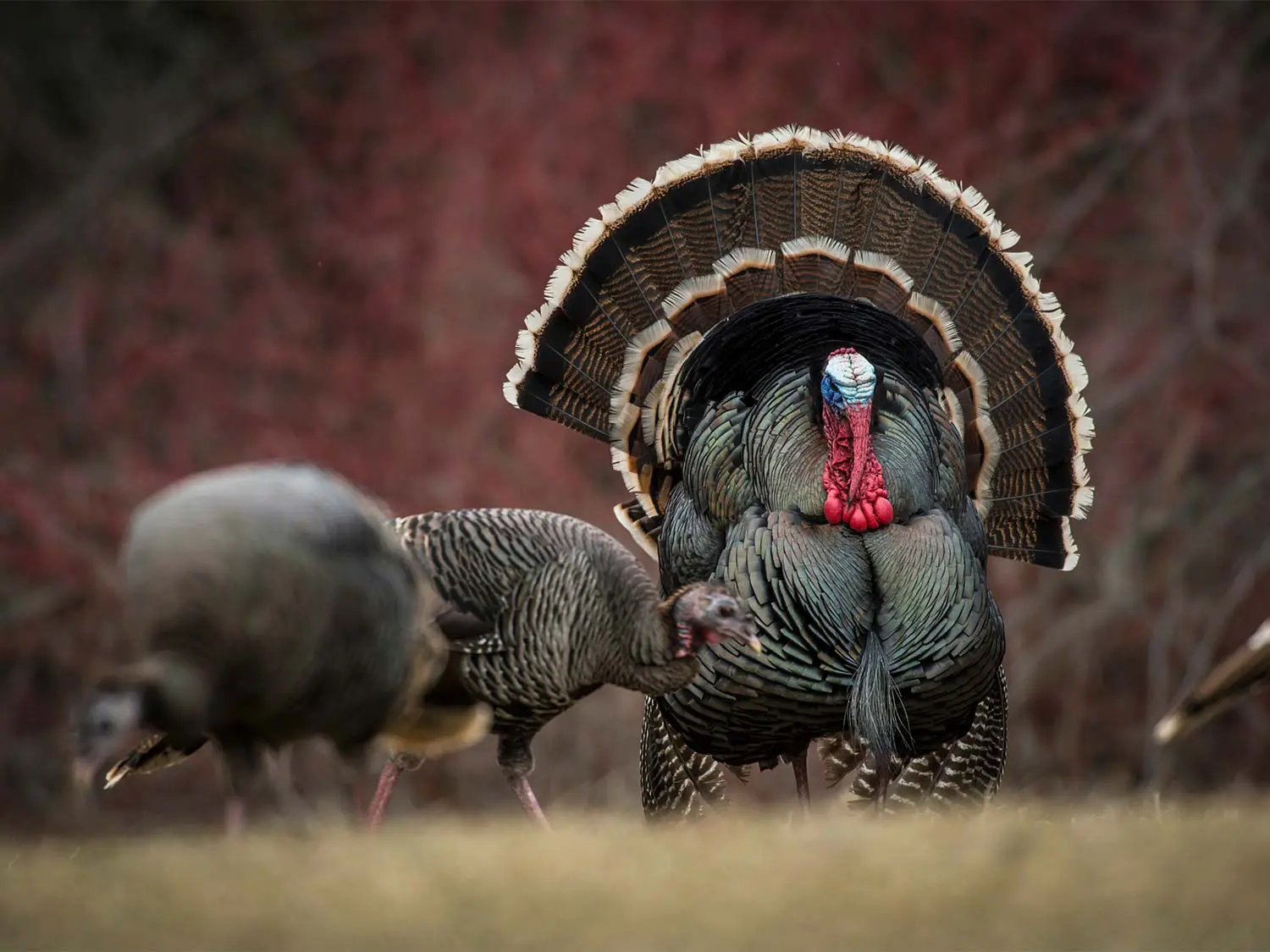 Merriams-Wild-Turkey.jpg » Outdoors International Merriam's Wild Turkey