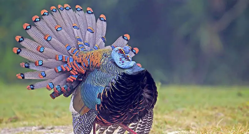 Ocellated Wild Turkey